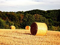 Naturwanderung bei Neustadt Bild: Naturwanderung bei Neustadt