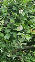 Bild: Apfelbaum in S&uuml;lzhayn