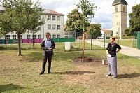 Bild: Baumpflanzung am Weltfriedenstag