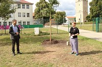 Bild: Baumpflanzung am Weltfriedenstag