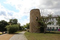 Bild: Baumpflanzung am Weltfriedenstag