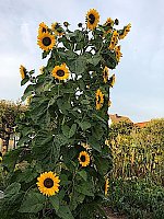 Sonnenblume in Kleinfurra Bild: Sonnenblume in Kleinfurra