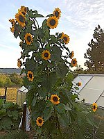 Sonnenblume in Kleinfurra Bild: Sonnenblume in Kleinfurra