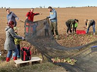 Apfelpflücken in Harztor Bild: Apfelpflücken in Harztor