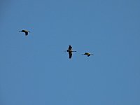 Peter Blei unterwegs am Stausee Kelbra Bild: Peter Blei unterwegs am Stausee Kelbra