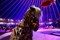 Bild: Circus Atlantik am Scheunenhof