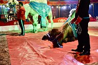 Bild: Circus Atlantik am Scheunenhof