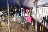Bild: Circus Atlantik am Scheunenhof