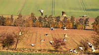 Kranichführung am Stausee Kelbra Bild: Kranichführung am Stausee Kelbra