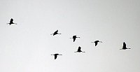 Kranichführung am Stausee Kelbra Bild: Kranichführung am Stausee Kelbra