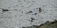 Vogelobservation am Stausee Kelbra Bild: Vogelobservation am Stausee Kelbra