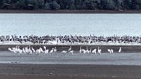 Vogelzug am Stausee Kelbra Bild: Vogelzug am Stausee Kelbra