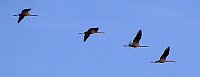 Vogelzug am Stausee Kelbra Bild: Vogelzug am Stausee Kelbra