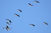 Vogelzug am Stausee Kelbra Bild: Vogelzug am Stausee Kelbra