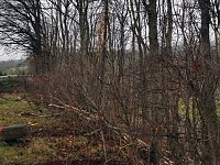 Bild: Baumpflege in Neustadt