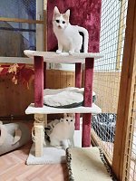 Hilfe für über 40 Tiere - Tierschutz Nordhausen bedankt sich bei Unterstützern Bild: Hilfe für über 40 Tiere - Tierschutz Nordhausen bedankt sich bei Unterstützern