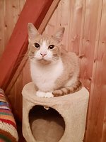 Hilfe für über 40 Tiere - Tierschutz Nordhausen bedankt sich bei Unterstützern Bild: Hilfe für über 40 Tiere - Tierschutz Nordhausen bedankt sich bei Unterstützern