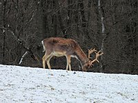 Am ersten Weihnachtsfeiertag in Sophienhof Bild: Am ersten Weihnachtsfeiertag in Sophienhof
