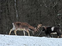 Am ersten Weihnachtsfeiertag in Sophienhof Bild: Am ersten Weihnachtsfeiertag in Sophienhof