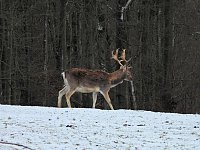 Am ersten Weihnachtsfeiertag in Sophienhof Bild: Am ersten Weihnachtsfeiertag in Sophienhof