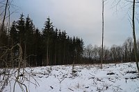 Wäldchen im Wandel - Harz Rigi Bild: Wäldchen im Wandel - Harz Rigi