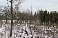 Wäldchen im Wandel - Harz Rigi Bild: Wäldchen im Wandel - Harz Rigi
