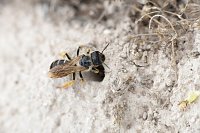 Bild: Naturvielfalt im S&uuml;dharz