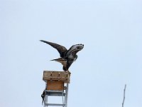 Bild: Greifv&ouml;gel am Waldesrand