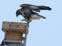 Bild: Greifv&ouml;gel am Waldesrand