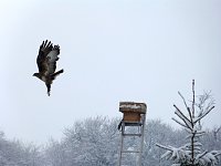Bild: Greifv&ouml;gel am Waldesrand