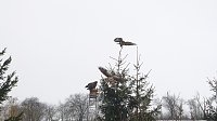 Bild: Greifv&ouml;gel am Waldesrand