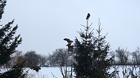 Bild: Greifv&ouml;gel am Waldesrand