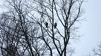 Bild: Greifv&ouml;gel am Waldesrand