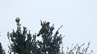 Bild: Greifv&ouml;gel am Waldesrand