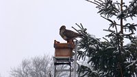 Bild: Greifv&ouml;gel am Waldesrand