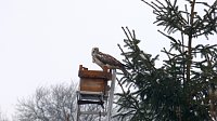 Bild: Greifv&ouml;gel am Waldesrand