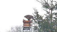 Bild: Greifv&ouml;gel am Waldesrand