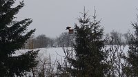 Bild: Greifv&ouml;gel am Waldesrand