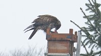 Bild: Greifv&ouml;gel am Waldesrand
