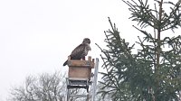 Bild: Greifv&ouml;gel am Waldesrand