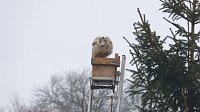 Bild: Greifv&ouml;gel am Waldesrand