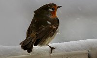 Bild: Rotkehlchen sucht nach Futter