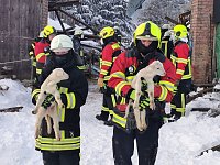 Bild: Rettung in der Not: in Lipprechterode konnten die freiwilligen Feuerwehren heute rund 350 Schafe bergen