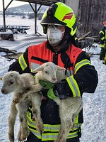 Bild: Rettung in der Not: in Lipprechterode konnten die freiwilligen Feuerwehren heute rund 350 Schafe bergen