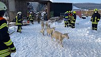 Bild: Rettung in der Not: in Lipprechterode konnten die freiwilligen Feuerwehren heute rund 350 Schafe bergen