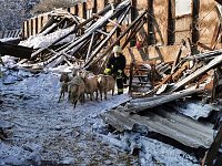 Bild: Rettung in der Not: in Lipprechterode konnten die freiwilligen Feuerwehren heute rund 350 Schafe bergen