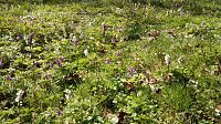 Bild: Fr&uuml;hlingsbl&uuml;her im Park, Nektar f&uuml;r Bienen und Hummeln.