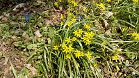 Bild: Fr&uuml;hlingsbl&uuml;her im Park, Nektar f&uuml;r Bienen und Hummeln.