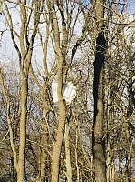 Bild: F&uuml;nf Jahre alte Sprengreste im Wald