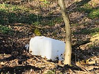 Bild: F&uuml;nf Jahre alte Sprengreste im Wald